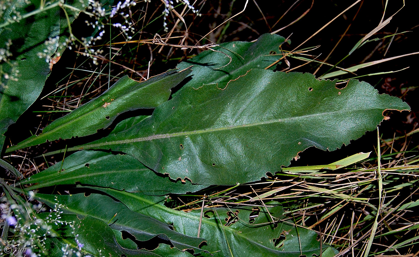 Image of Limonium coriarium specimen.