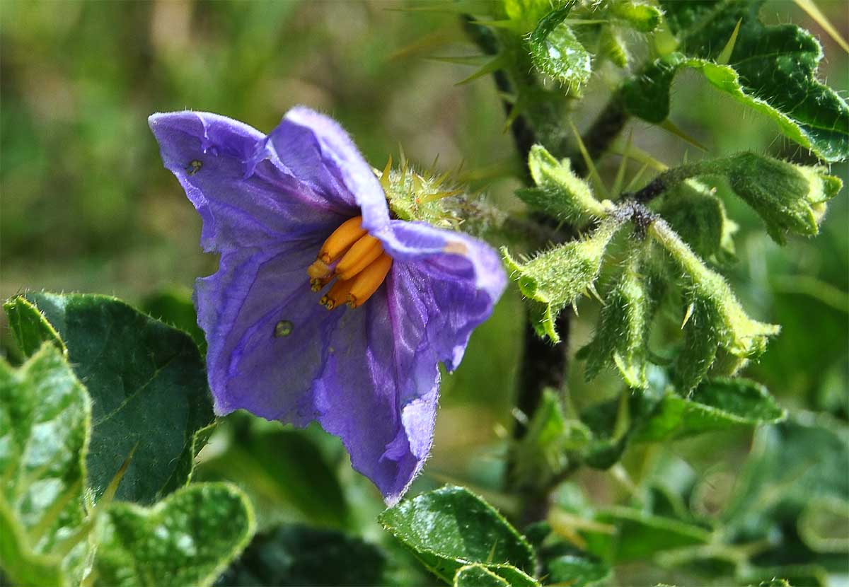 Изображение особи Solanum giftbergense.