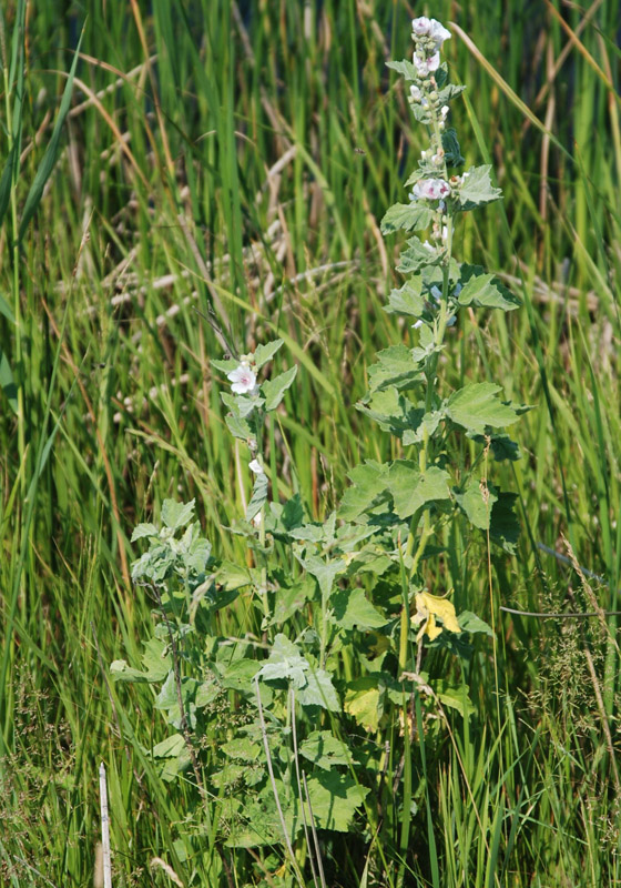 Image of Althaea officinalis specimen.