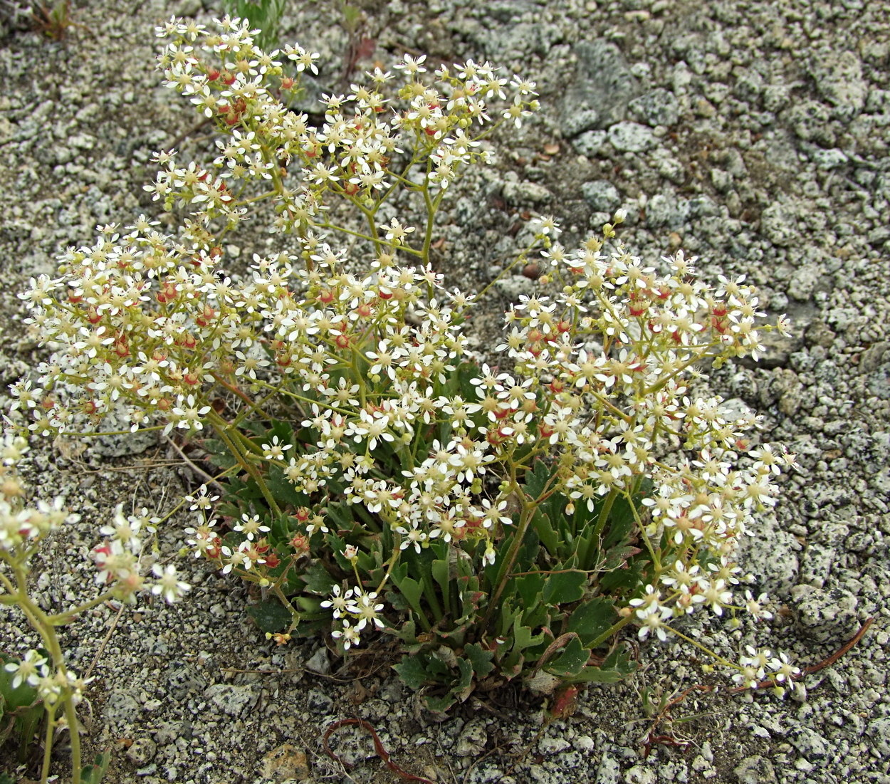 Изображение особи Micranthes punctata.