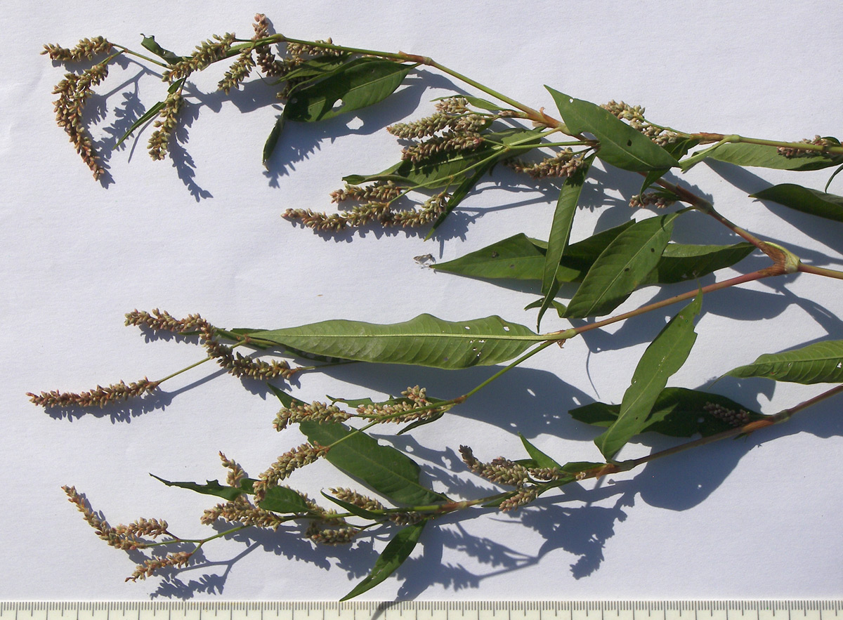 Image of Persicaria lapathifolia specimen.