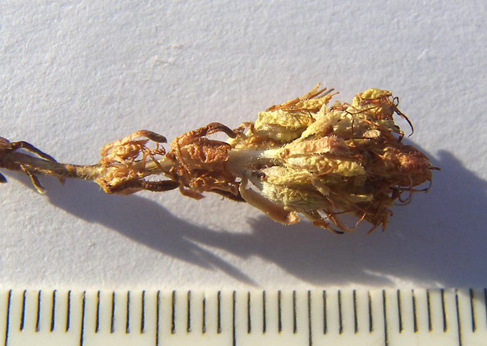 Image of Saxifraga unifoveolata specimen.