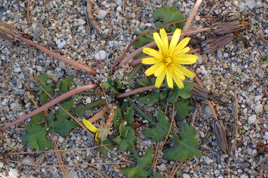 Image of genus Taraxacum specimen.