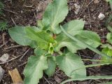 Eryngium planum