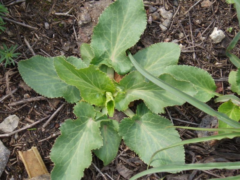 Image of Eryngium planum specimen.