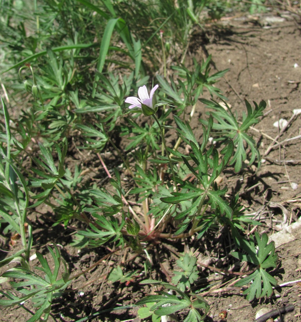 Image of Geranium columbinum specimen.