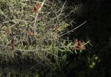 Cylindropuntia leptocaulis. Ветки плодоносящего растения. Израиль, Шарон, г. Тель-Авив, ботанический сад \"Сад кактусов\". 27.12.2015.