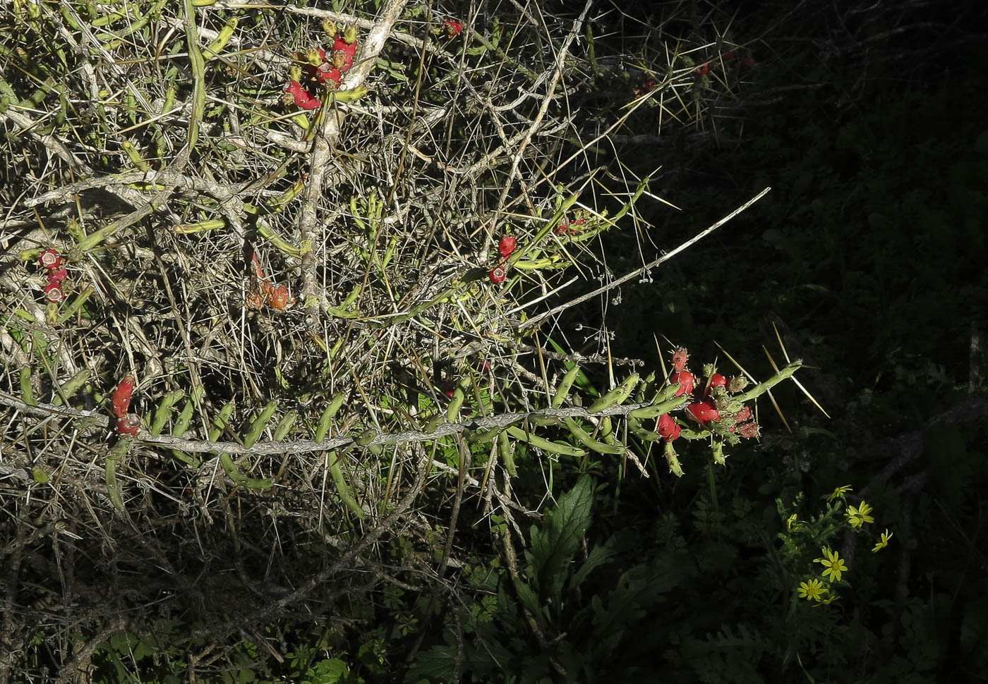 Изображение особи Cylindropuntia leptocaulis.