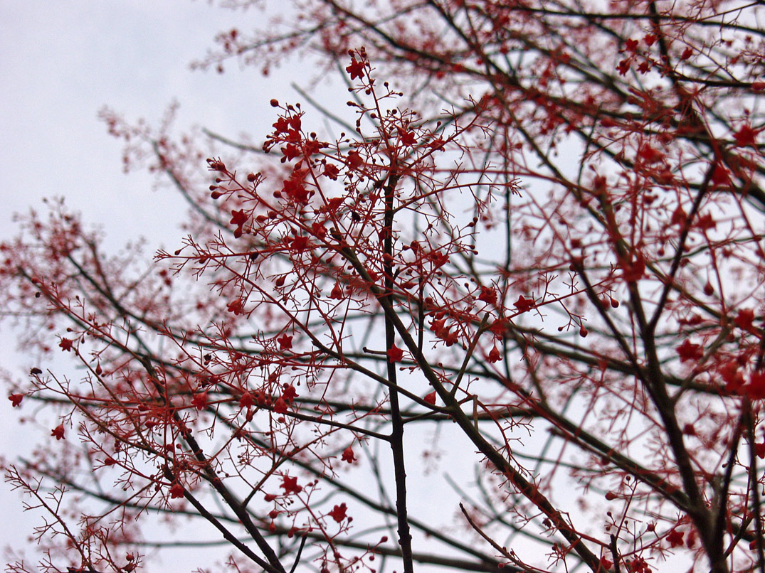 Image of Brachychiton acerifolius specimen.