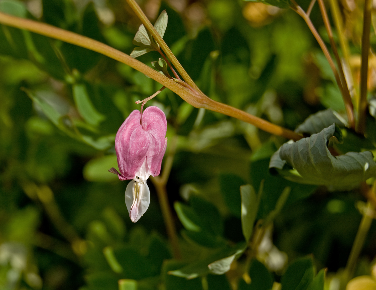 Image of Dicentra spectabilis specimen.