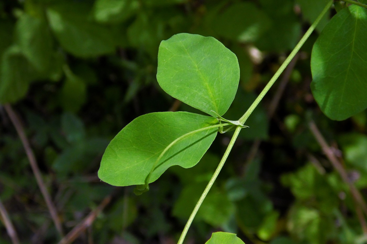 Image of Lathyrus roseus specimen.