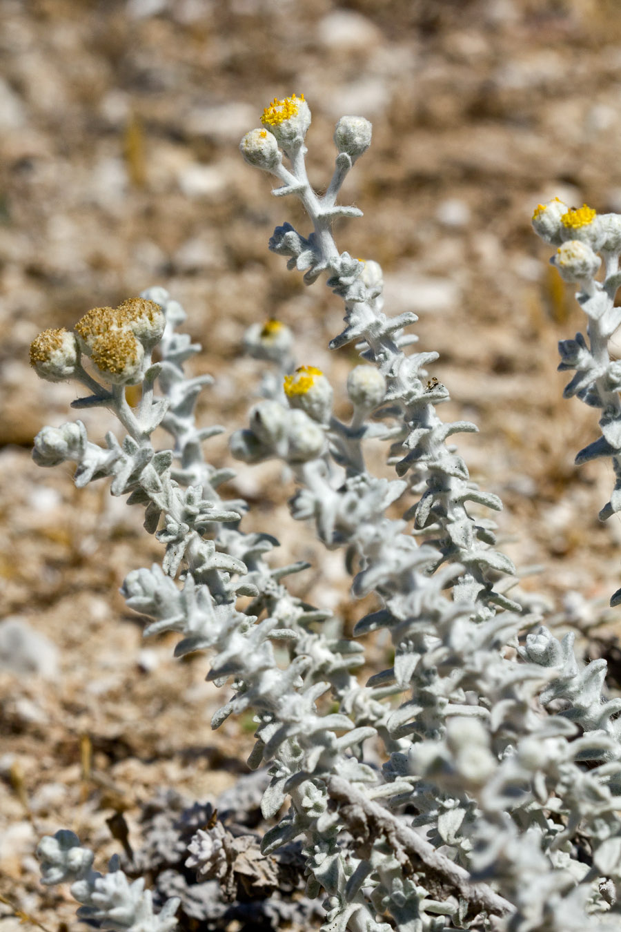 Image of Otanthus maritimus specimen.