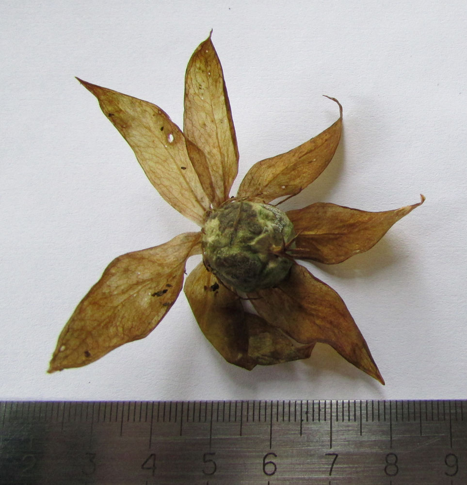 Image of Paris japonica specimen.