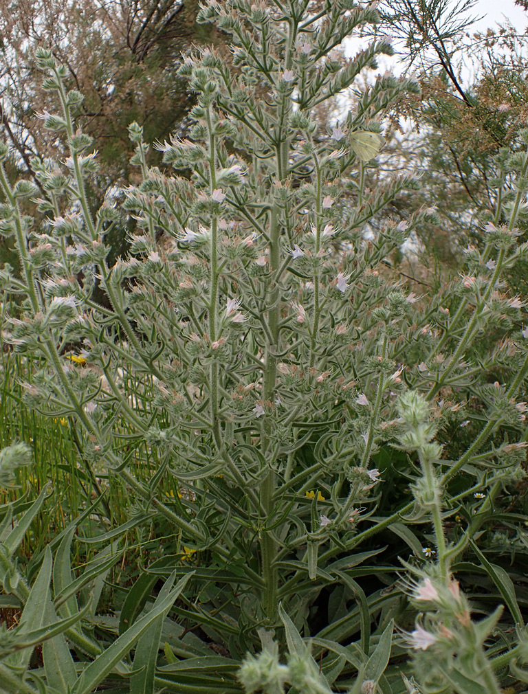 Image of Echium biebersteinii specimen.