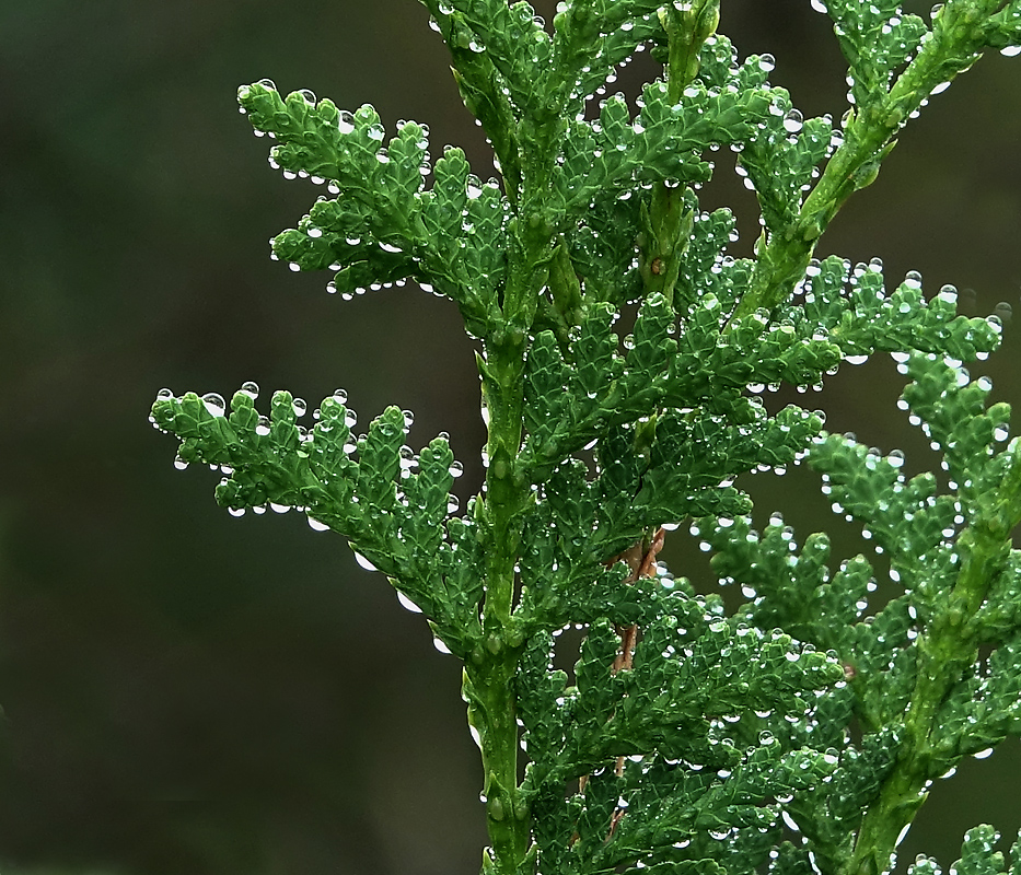 Image of Thuja occidentalis specimen.