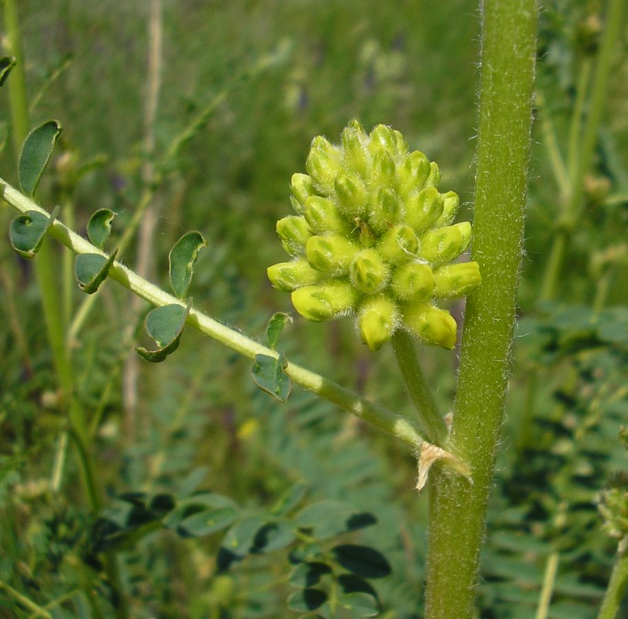 Image of Astragalus ponticus specimen.