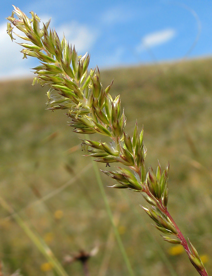 Image of genus Koeleria specimen.