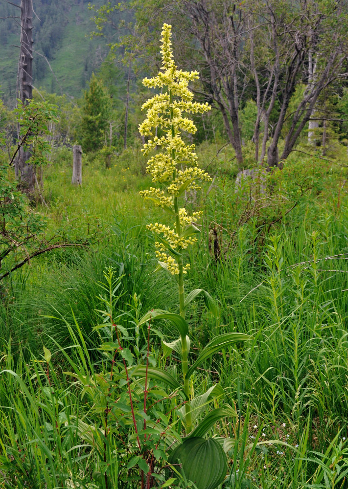 Image of Veratrum lobelianum specimen.