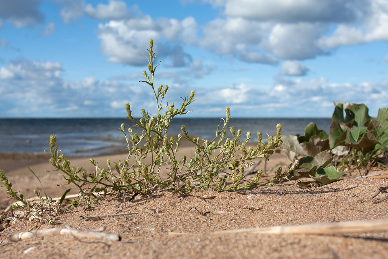 Изображение особи Corispermum leptopterum.