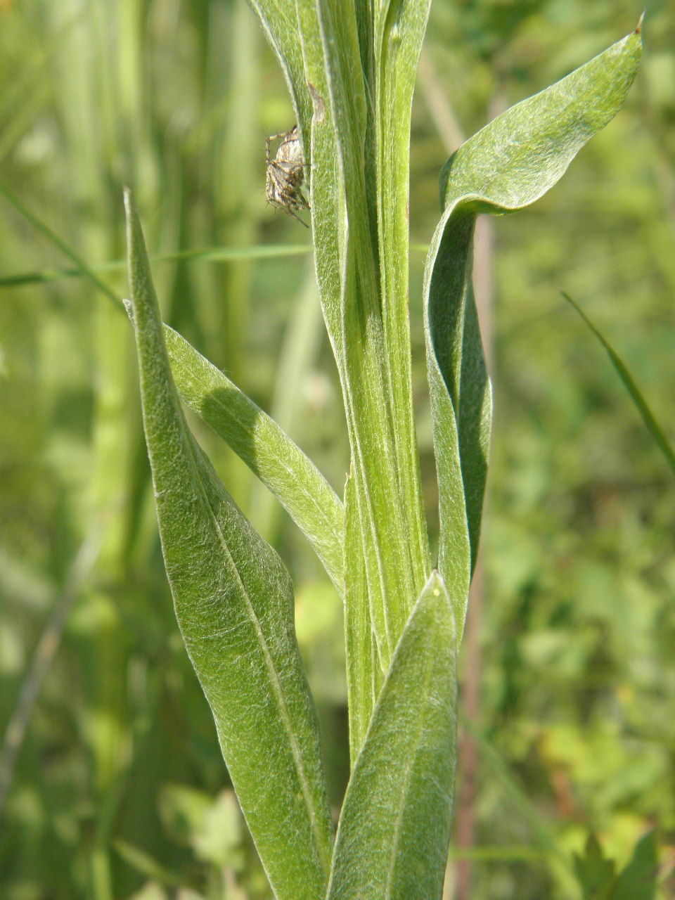 Изображение особи Centaurea tanaitica.