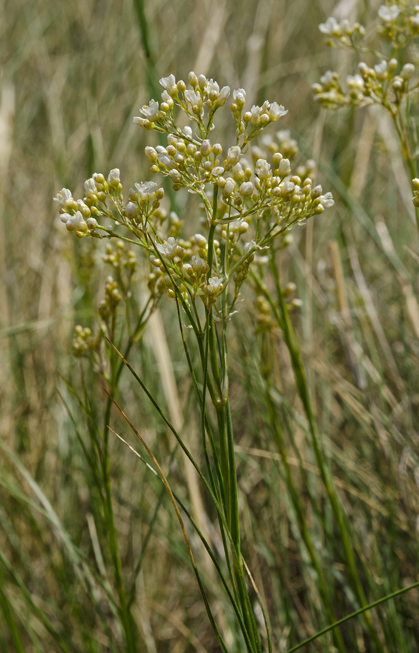 Image of Eremogone longifolia specimen.