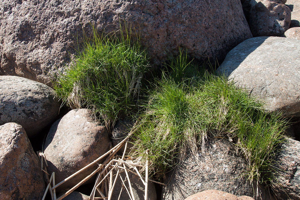 Изображение особи Agrostis straminea.