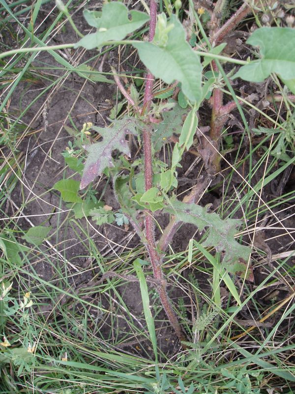 Image of Crepis rhoeadifolia specimen.