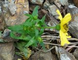 Arnica sachalinensis