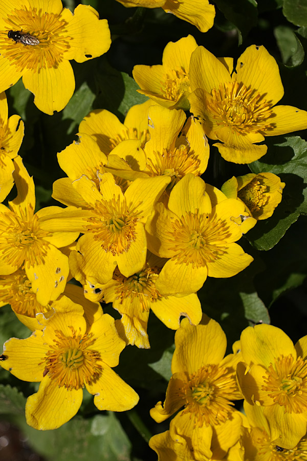 Image of Caltha palustris specimen.