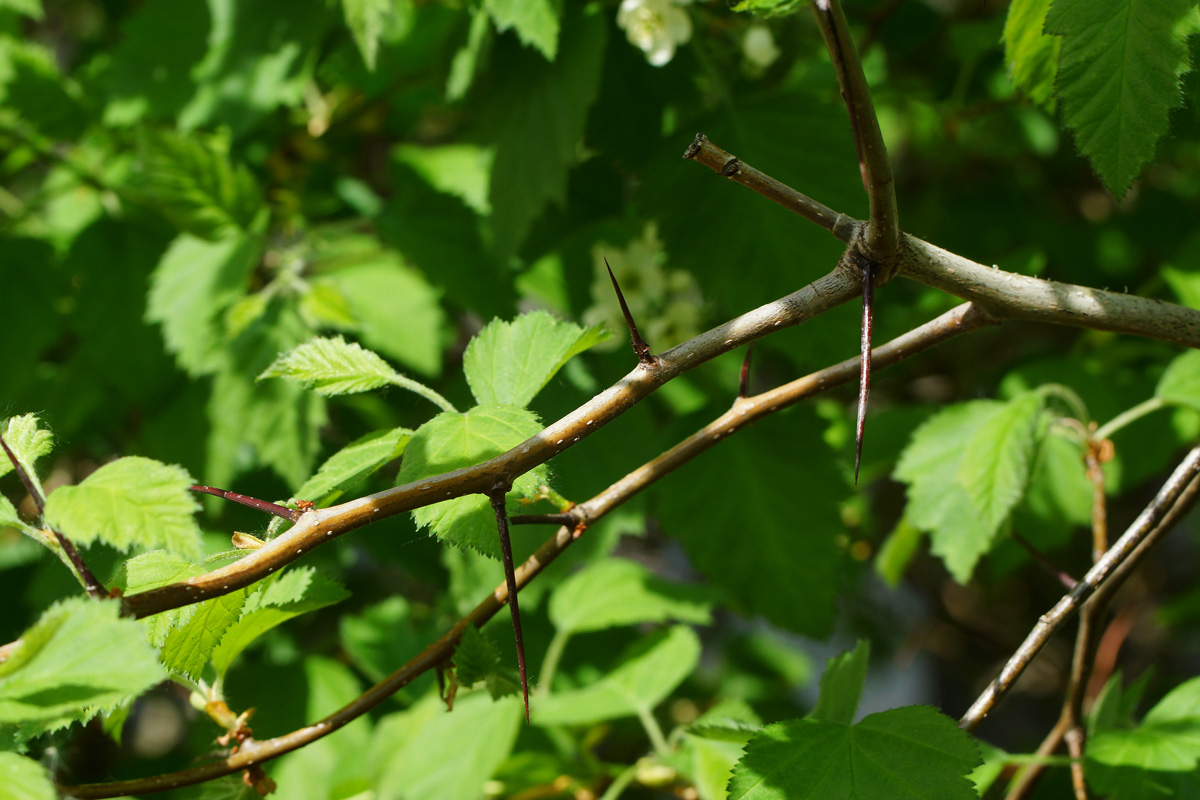 Image of Crataegus submollis specimen.