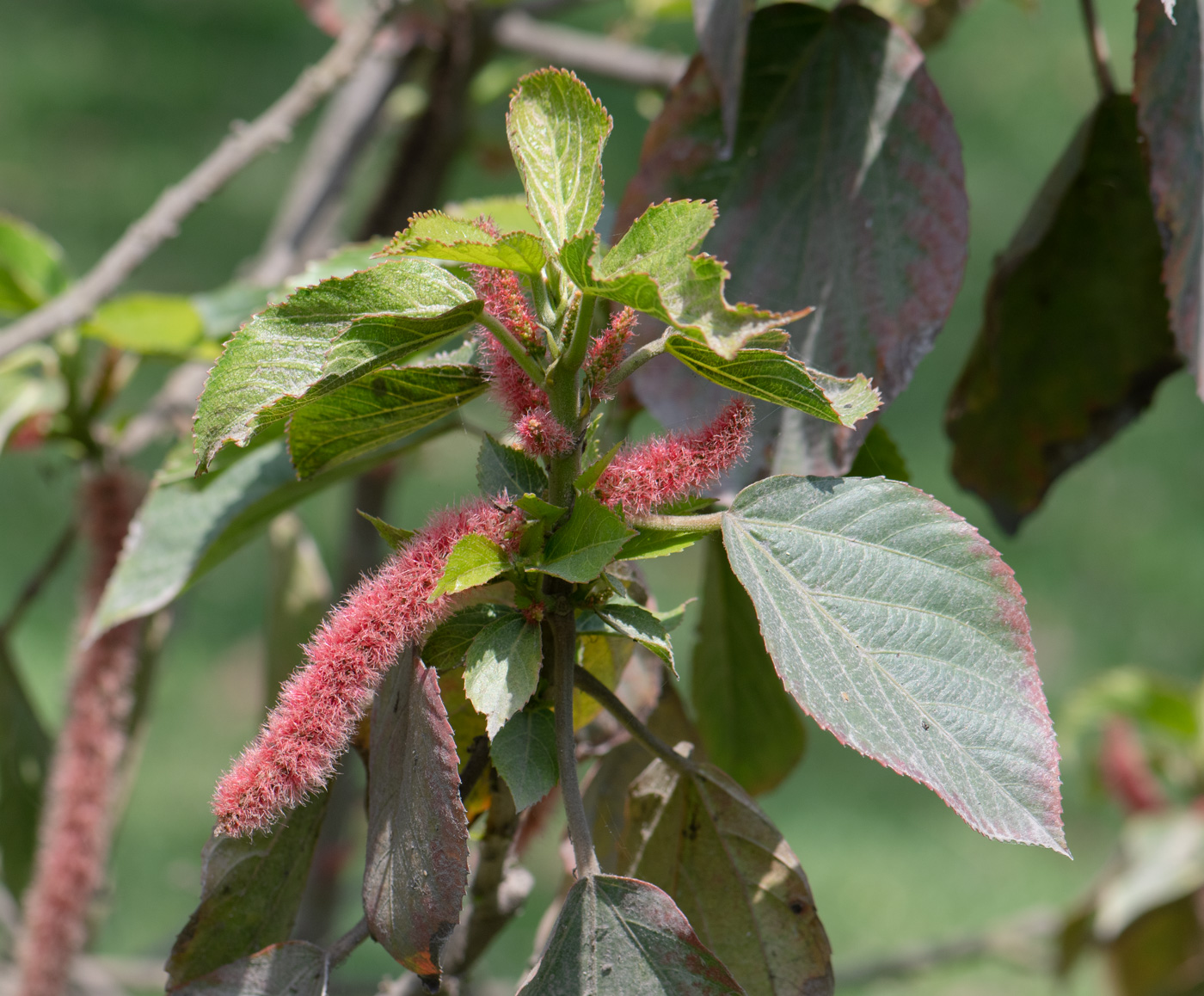 Image of Acalypha hispida specimen.