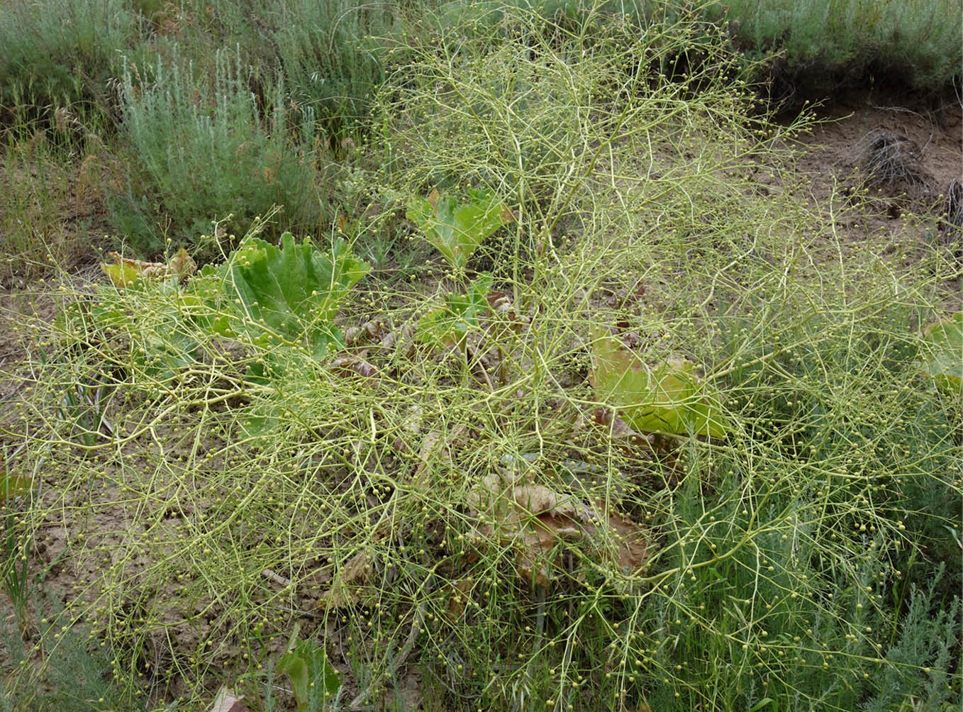 Image of Crambe kotschyana specimen.