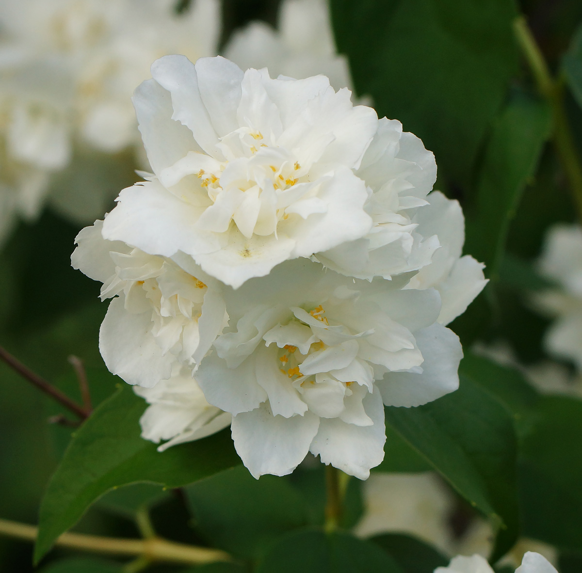 Image of genus Philadelphus specimen.