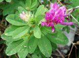 Trifolium pacificum