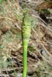 Equisetum ramosissimum