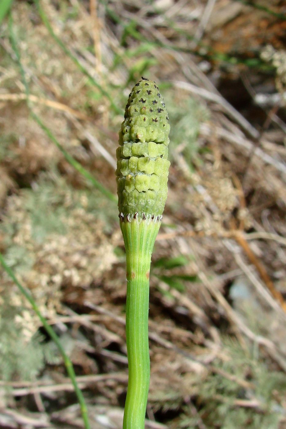 Изображение особи Equisetum ramosissimum.