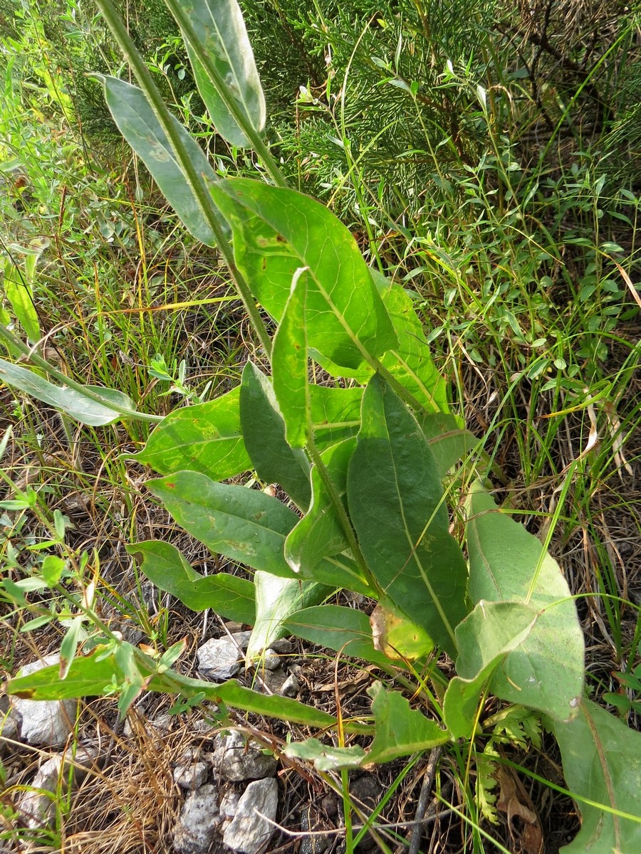 Изображение особи Crepis darvazica.