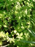 Potentilla reptans