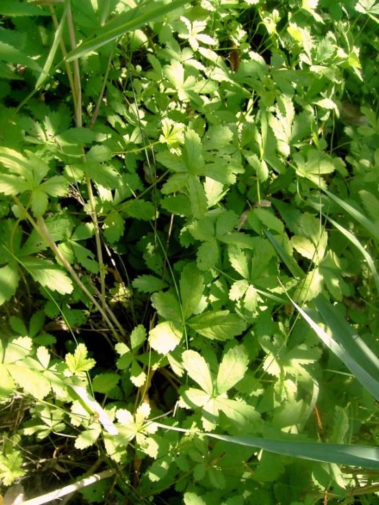 Image of Potentilla reptans specimen.