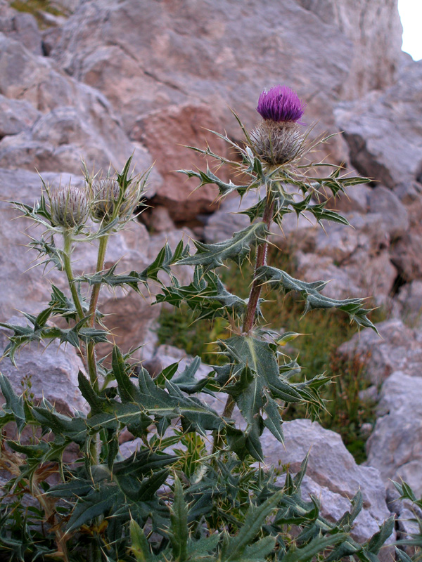 Image of Cirsium pugnax specimen.