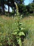 Verbascum ovalifolium. Цветущее растение. Украина, г. Запорожье, балка между Космическим мкрн. и Опытной станцией, лужайка. 27.06.2020.