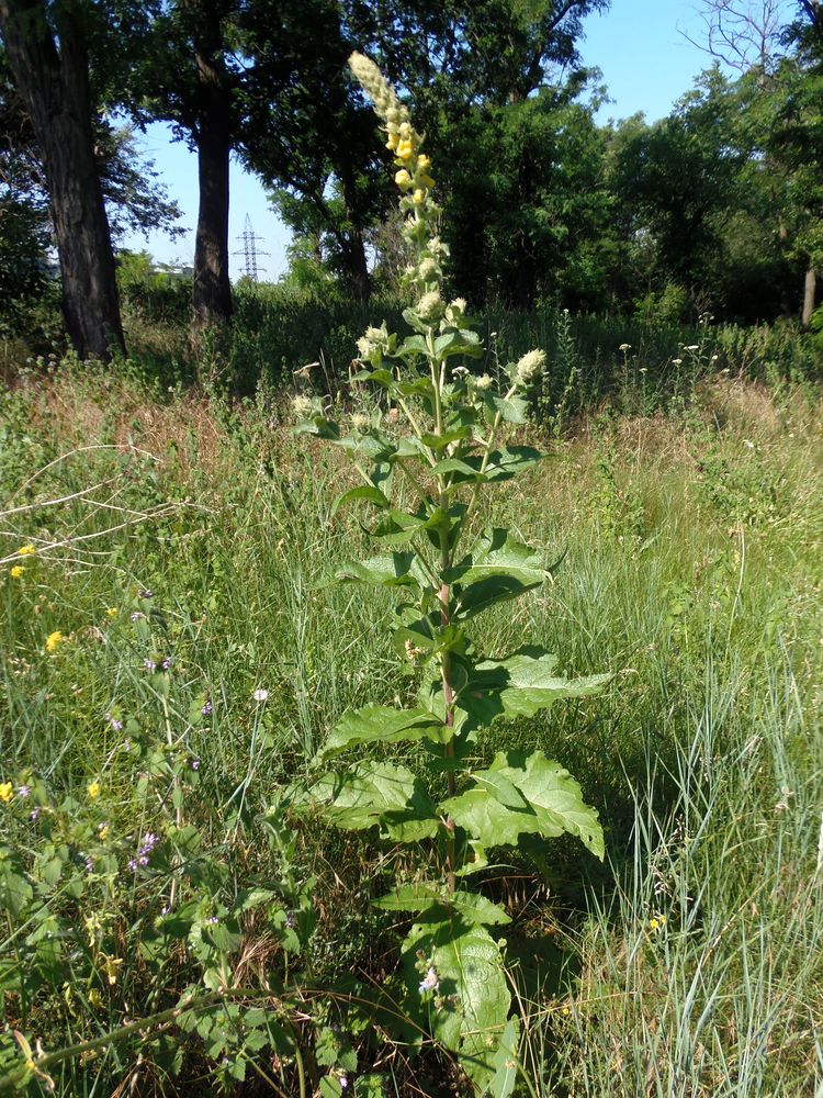 Image of Verbascum ovalifolium specimen.