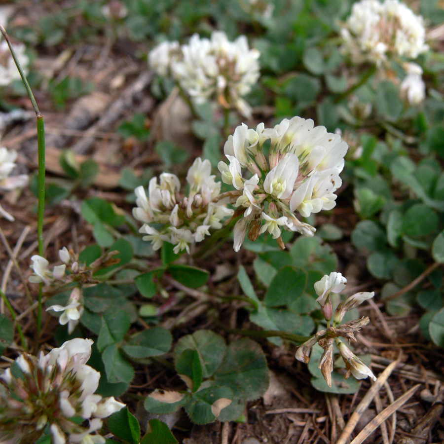 Image of Trifolium repens specimen.