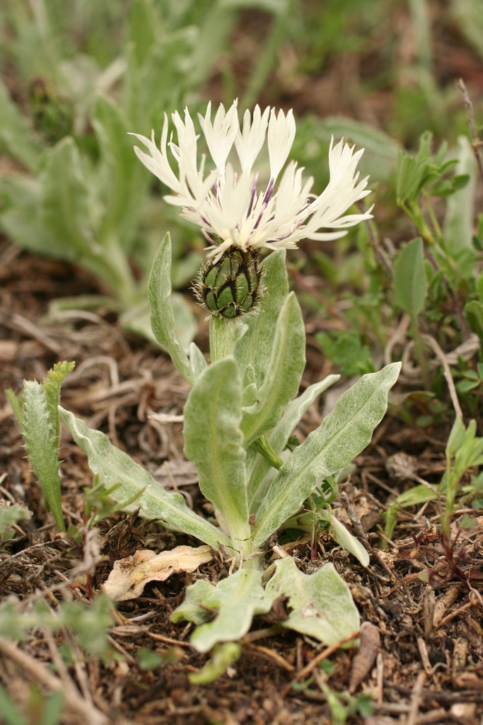 Изображение особи Centaurea thirkei.