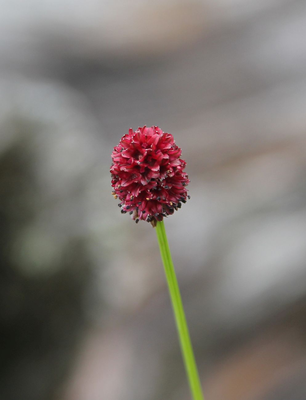 Изображение особи Sanguisorba officinalis.