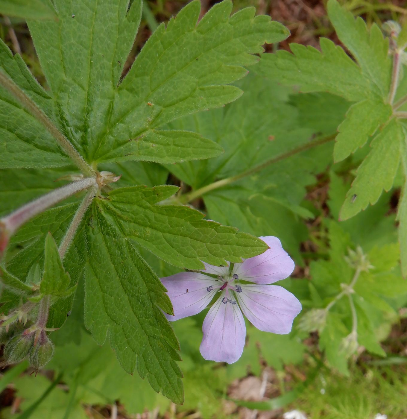 Изображение особи Geranium sylvaticum.