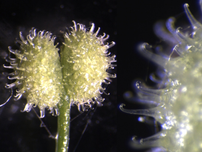 Image of Galium pseudoasprellum specimen.