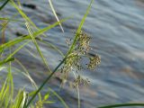 Scirpus radicans. Соцветия. Иркутская обл., Иркутский р-н, р. Иркут, о. Беляева, на берегу. 13.06.2020.