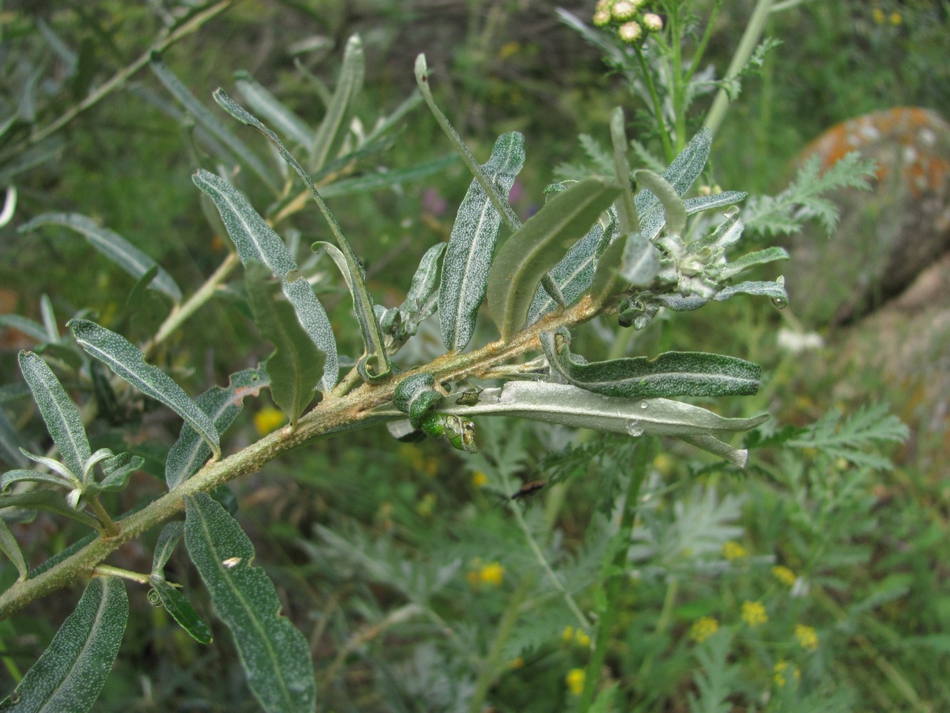 Image of Hippophae rhamnoides specimen.