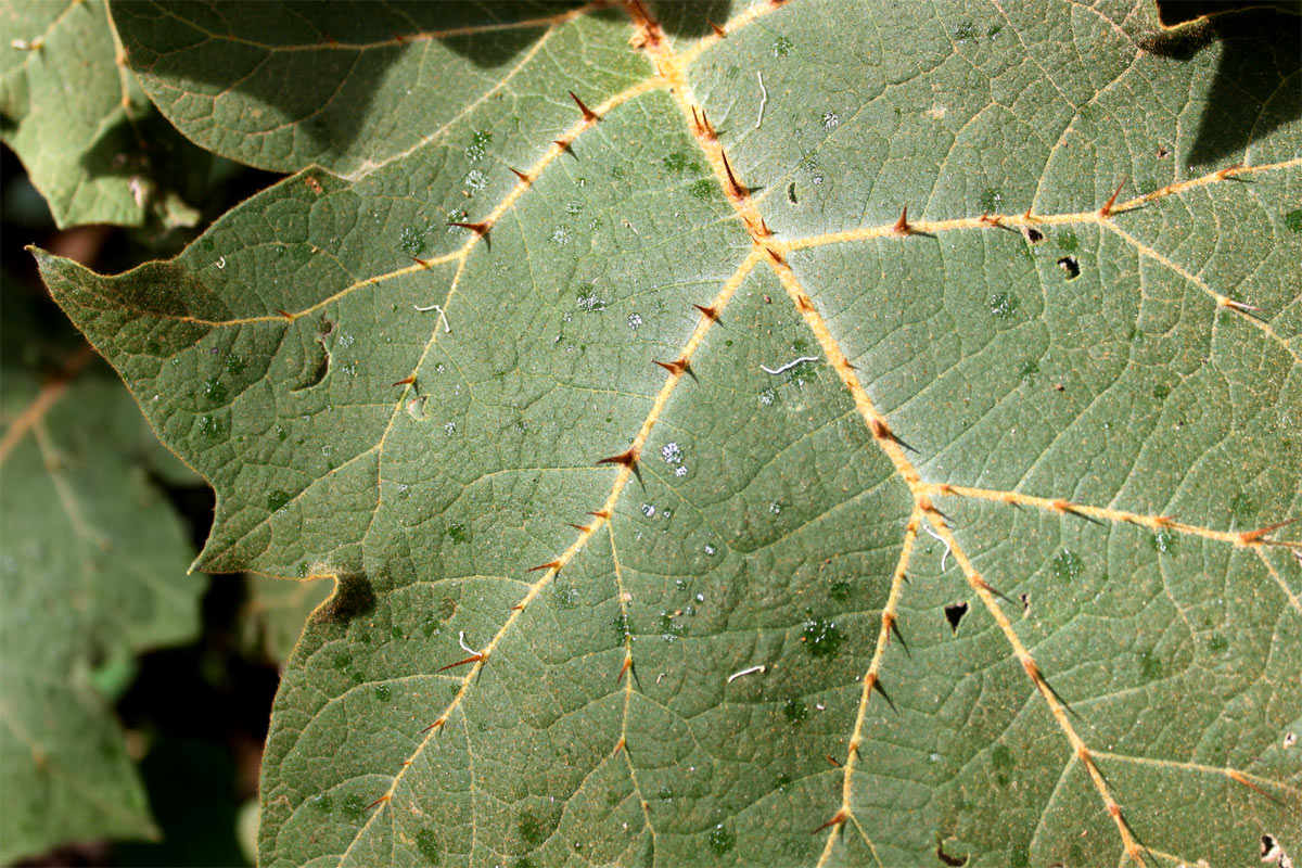 Image of Solanum robustum specimen.